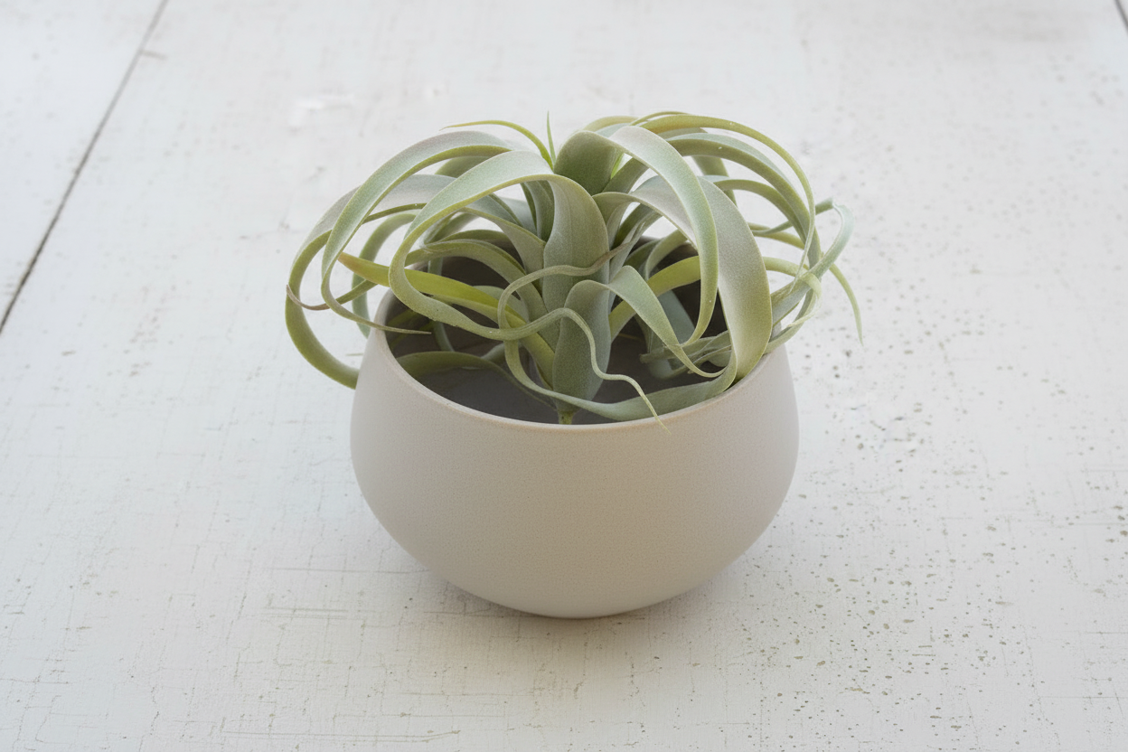 Extra Large Tillandsia Plant